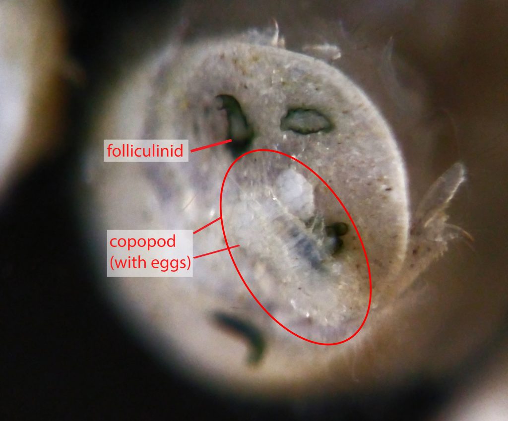 A photo of a gribble rear (pleotelson) with folliculinids and a copepod.