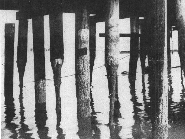 A photo of wooden pilings that have been bored by gribbles; the once cylindrical pilings now have a characteristic hourglass shape.